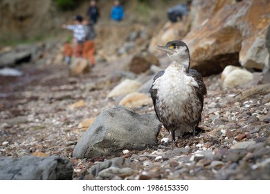 Pied Shag Sits On Rocks as Children Play in New Zealand