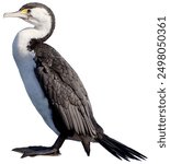 Pied shag with sleek black feathers