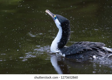 Pied Shag Sprinkling Water At Zealandia