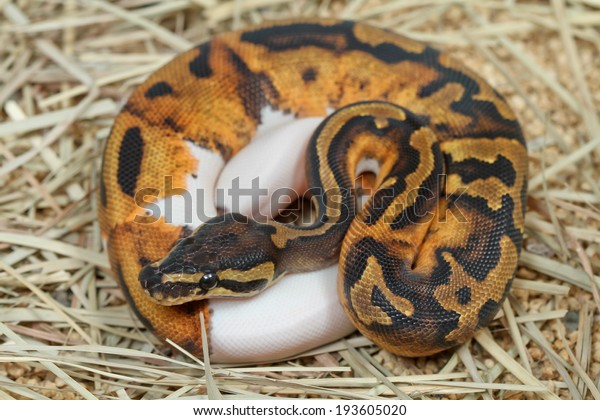Download Pied Spider Royal Python Ball Python Stock Photo Edit Now 193605020 Desktop Wallpaper Free Wallpaper Pied Spider Royal Python Ball Python Stock Photo Edit Now 193605020 Free HD
