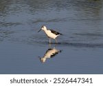 Pied Stilt bird with long legs and a long beak wading through shallow water