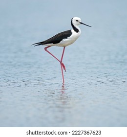 Pied stilt foraging in the low waters