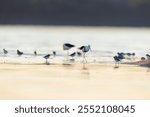 Pied Stilt (Himantopus leucocephalus) feeding amoungst a mixed flock of stints and plovers in a calm Australian lake early morning.