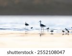 Pied Stilt (Himantopus leucocephalus) feeding amoungst a mixed flock of stints and plovers in a calm Australian lake early morning.