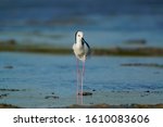 The pied stilt (Himantopus leucocephalus), also known as the white-headed stilt, is a bird in the family Recurvirostridae. It is sometimes considered a subspecies of the black-winged stilt.