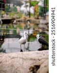 Pied stilt (Himantopus leucocephalus), also known as the white-headed stilt, is a bird in the family Recurvirostridae. It is sometimes considered a subspecies of the black-winged stilt.