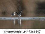 Pied Stilt (Himantopus leucocephalus) landing on an inland lake