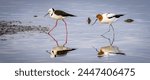 A Pied stilt (Himantopus leucocephalus) and a Red-necked avocet (Recurvirostra novaehollandiae) foraging for food on a shallow lake shore, Esperance Western Australia.