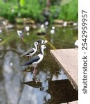 the pied stilt also known as the white-headed stilt