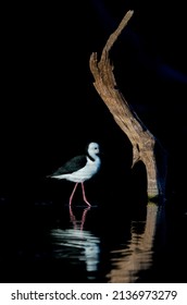 Pied Stilt In The Morning