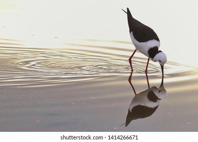 Pied Stilt In New Zealand