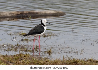 Pied Stilt In New Zealand