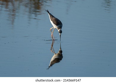 The Pied Stilt On The Sea