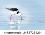 Pied stilt wading in shallows and searching for crab