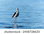 Pied stilt wading standing tall and looking imperious.