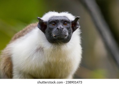 Pied Tamarin