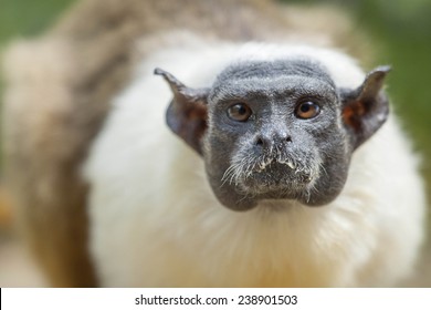 Pied Tamarin