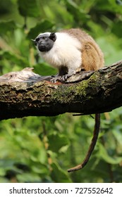 Pied Tamarin