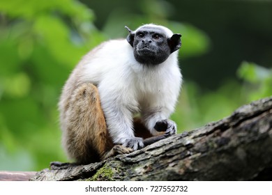 Pied Tamarin