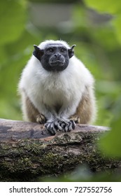 Pied Tamarin