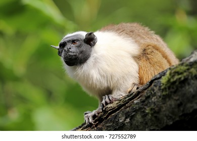 Pied Tamarin