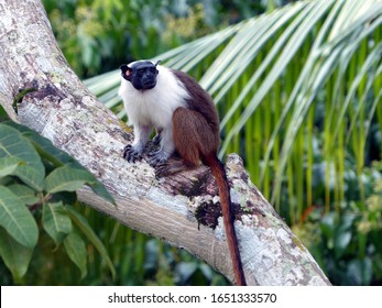 Pied Tamarin Monkey (Saguinus Bicolor) Cebidae Family. Amazon Rainforest, Brazil