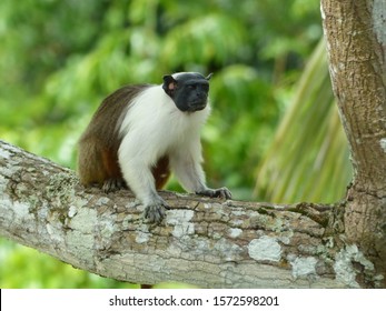 Pied Tamarin (Saguinus Bicolor) Cebidae Family. Amazon Rainforest, Brazil