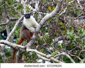 Pied Tamarin (Saguinus Bicolor) Cebidae Family. Amazon Rainforest, Brazil