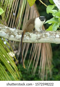 Pied Tamarin (Saguinus Bicolor) Cebidae Family. Amazon Rainforest, Brazil