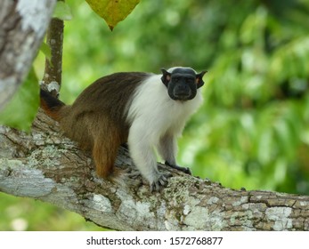 
Pied Tamarin (Saguinus Bicolor) Cebidae Family. Amazon Rainforest, Brazil
