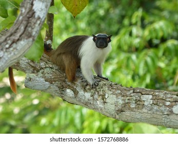 
Pied Tamarin (Saguinus Bicolor) Cebidae Family. Amazon Rainforest, Brazil
