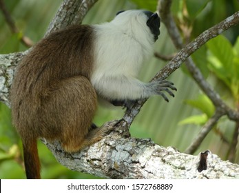 
Pied Tamarin (Saguinus Bicolor) Cebidae Family. Amazon Rainforest, Brazil
