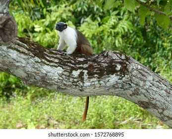 
Pied Tamarin (Saguinus Bicolor) Cebidae Family. Amazon Rainforest, Brazil
