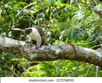 
Pied Tamarin (Saguinus Bicolor) Cebidae Family. Amazon Rainforest, Brazil
