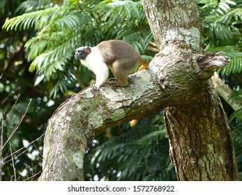 
Pied Tamarin (Saguinus Bicolor) Cebidae Family. Amazon Rainforest, Brazil
