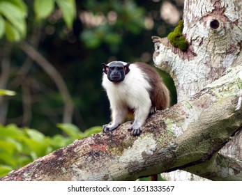 Pied Tamarin (Saguinus Bicolor) Cebidae Family. Amazon Rainforest, Brazil