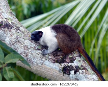 Pied Tamarin (Saguinus Bicolor) Cebidae Family. Amazon Rainforest, Brazil