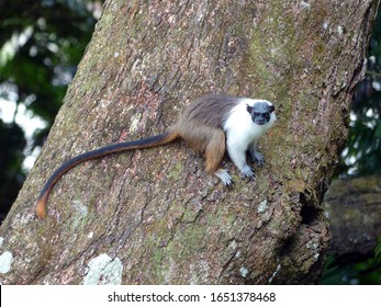 Pied Tamarin (Saguinus Bicolor) Cebidae Family. Amazon Rainforest, Brazil