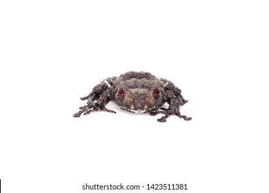 39 Theloderma asperum Images, Stock Photos & Vectors | Shutterstock