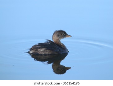 Pied-billed Grebe
