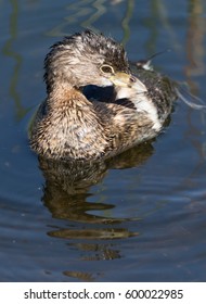 Pied-billed Grebe
