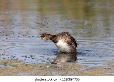 The Pied-billed Grebe on the lake