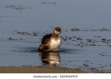 The Pied-billed Grebe on the lake