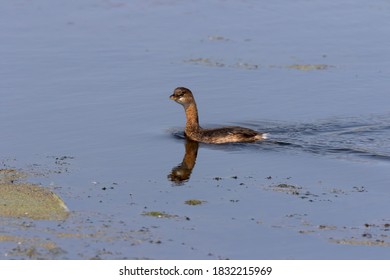 The Pied-billed Grebe on the lake