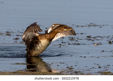 The Pied-billed Grebe on the lake