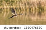 Pied-billed Grebe - Podilymbus podiceps - in flight over water, evening light, wings up, feather detail, breeding colors, bokeh brown grass background