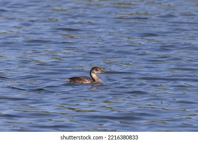 The pied-billed grebe (Podilymbus podiceps) is a species of the grebe family of water birds.