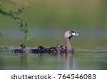 Pied-billed Grebe, Podilymbus podiceps,adult with young on back, Willacy County, Rio Grande Valley, Texas, USA, May