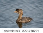 A Pied-billed Grebe resurfaces at golden hour