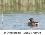 Pied-billed Grebe is swimming in the lake of Humedal Batuco